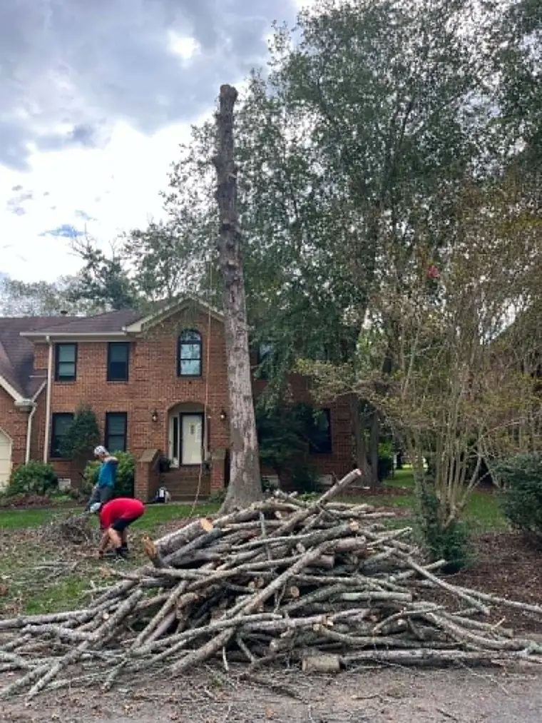 TreeCo crew cleaning up after a tree removal at a brick home