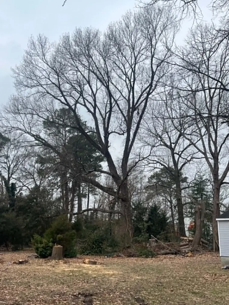 Tree Inspection work by TreeCo in the Hampton Roads area