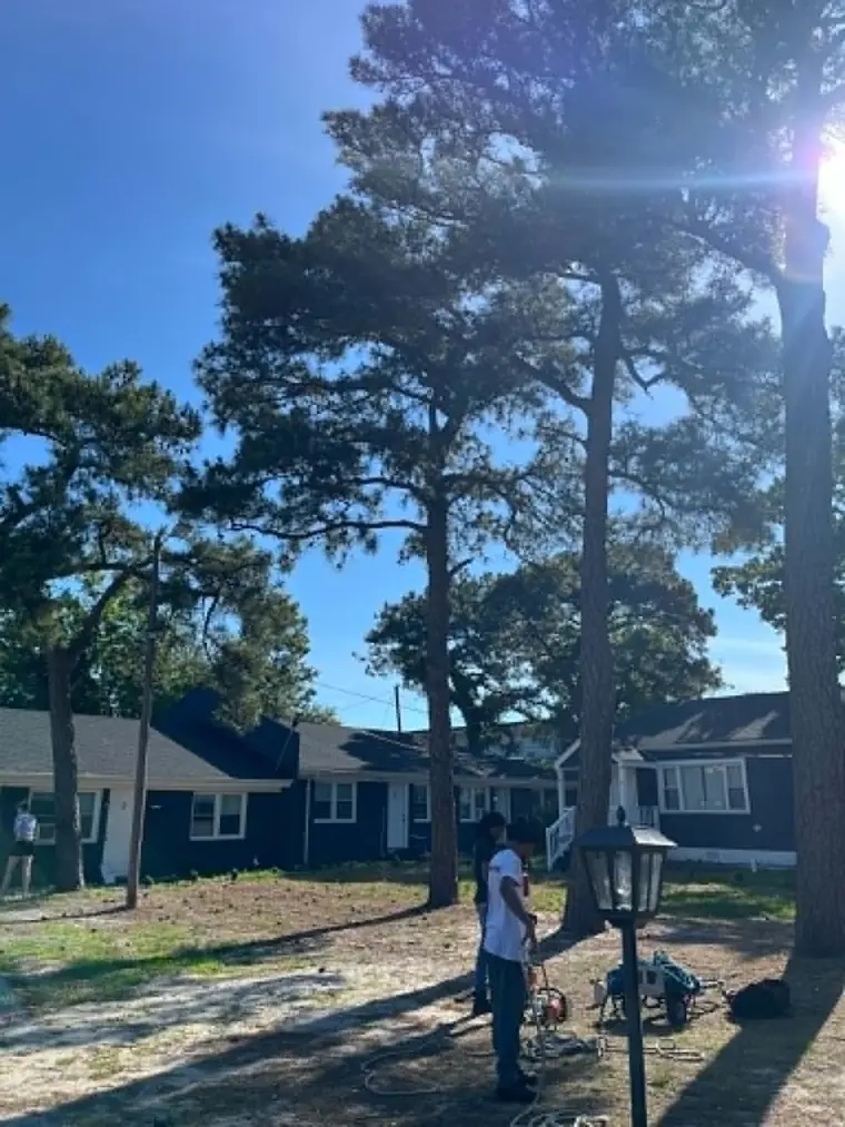 Tall pines crowding a home before removal