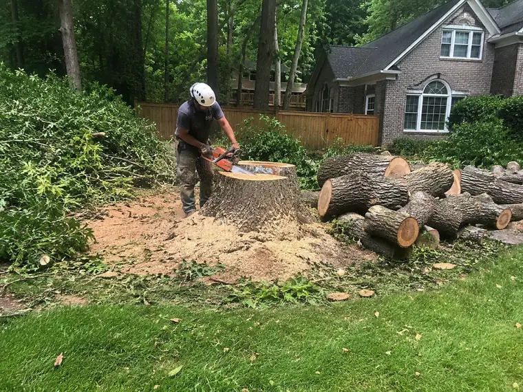 Cutting a large stump flush in a backyard