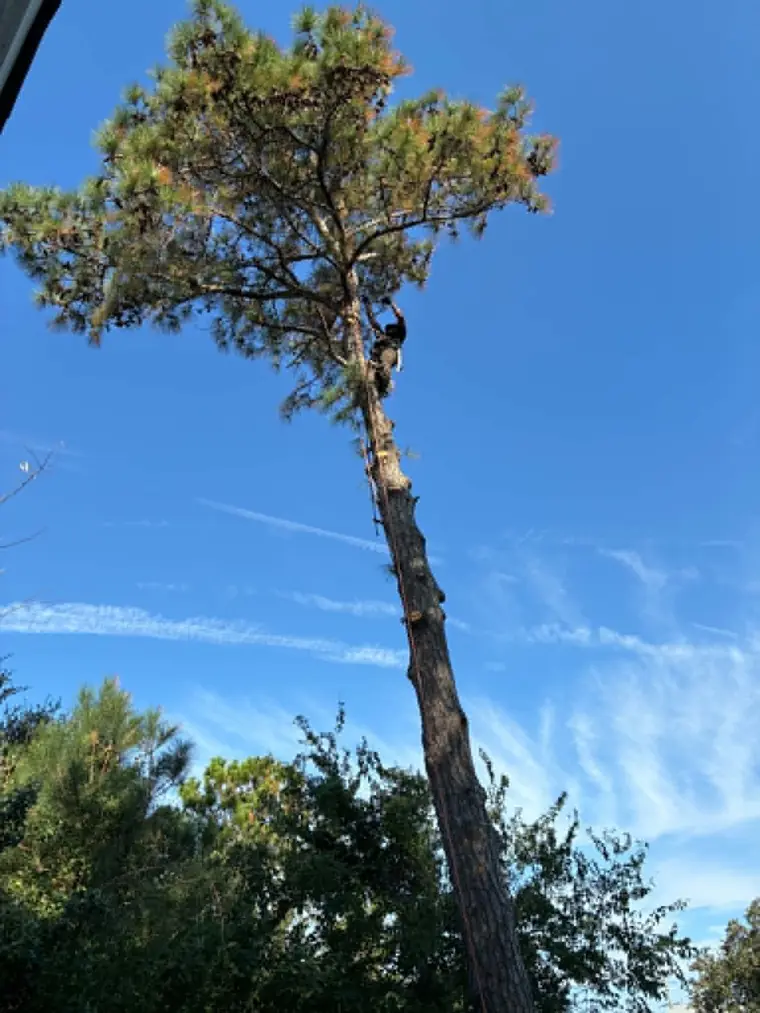 Tree Pruning by TreeCo in Hampton Roads